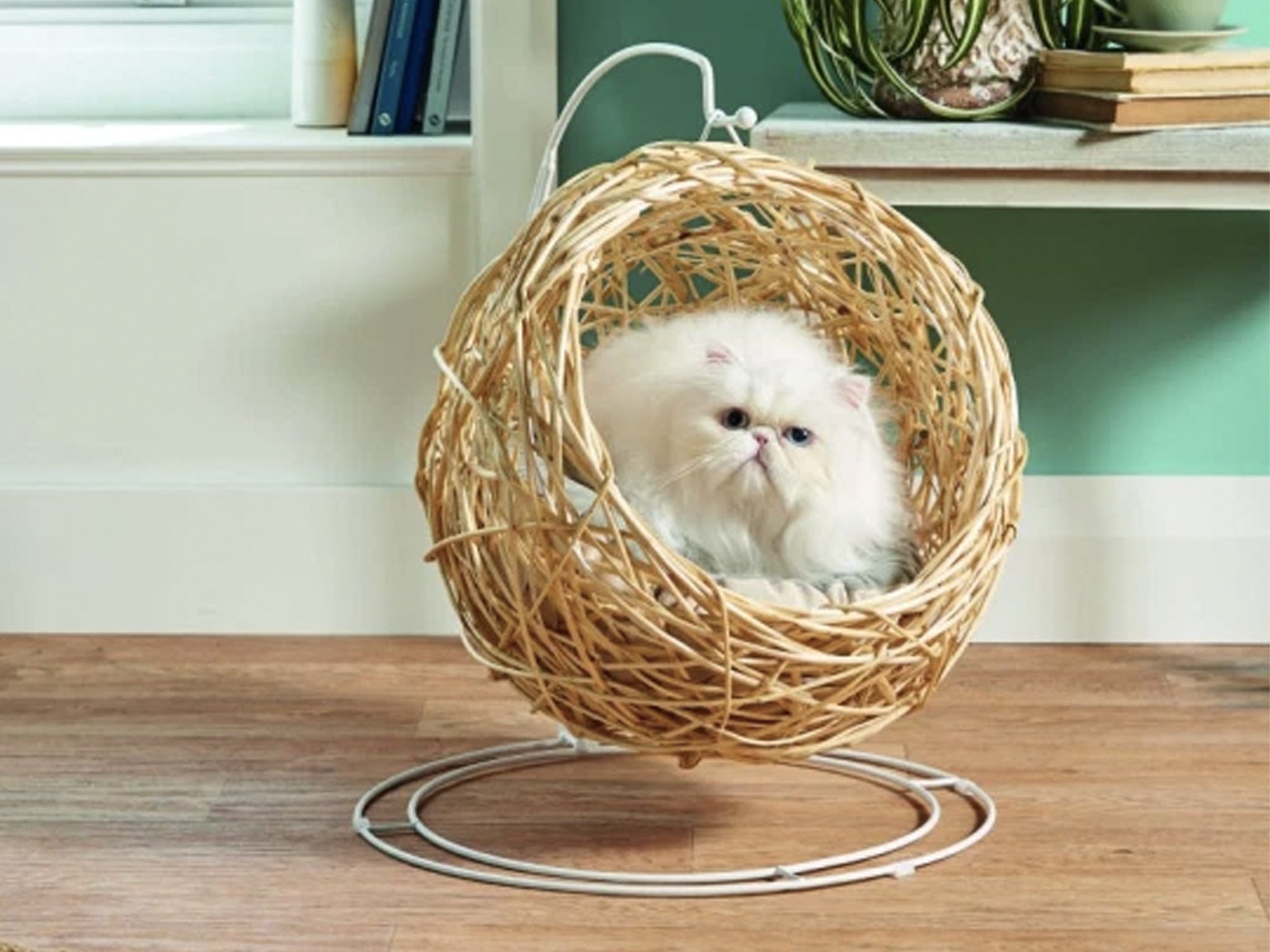 Cat hanging egg chair hotsell